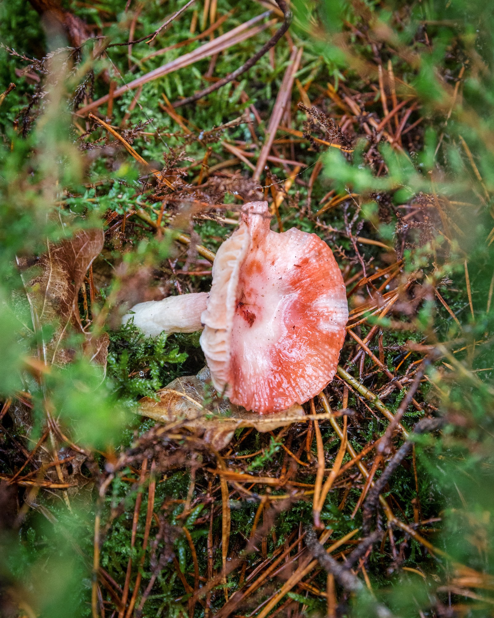 Russula sp.