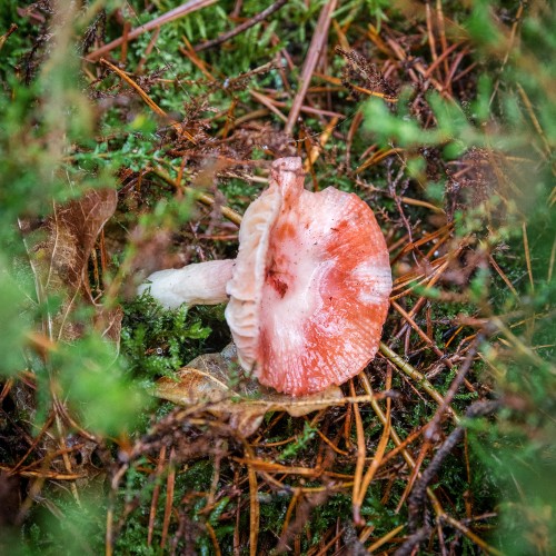Russula sp.