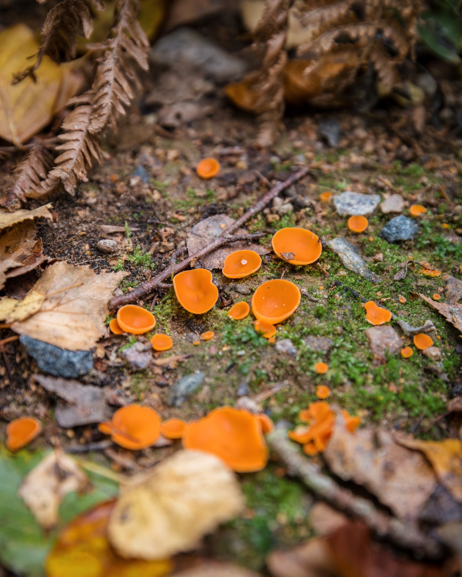 Melastiza cornubiensis