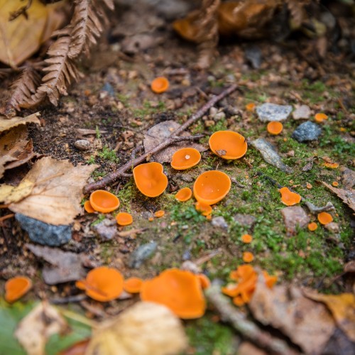 Melastiza cornubiensis