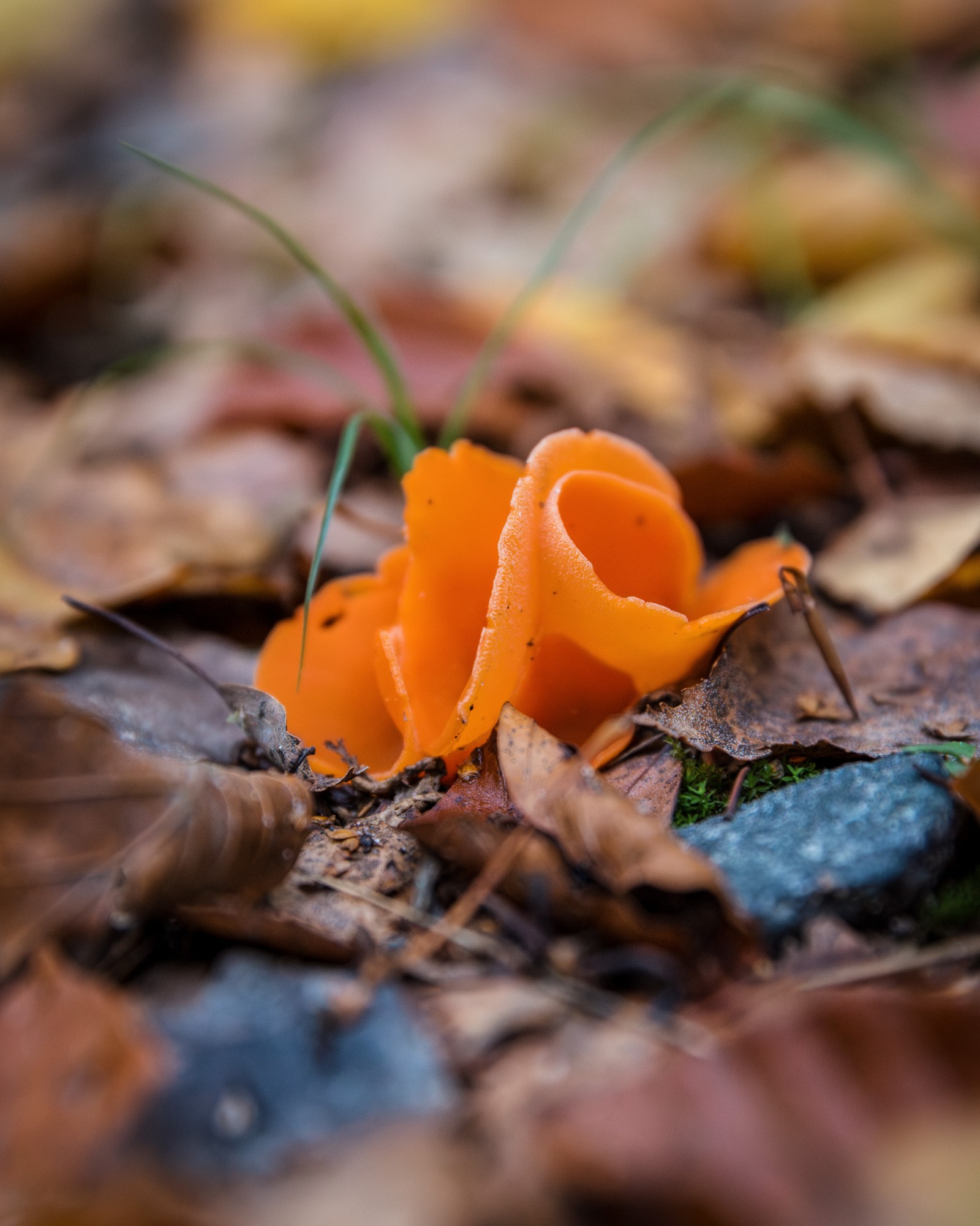 Melastiza cornubiensis