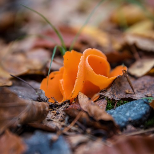 Melastiza cornubiensis