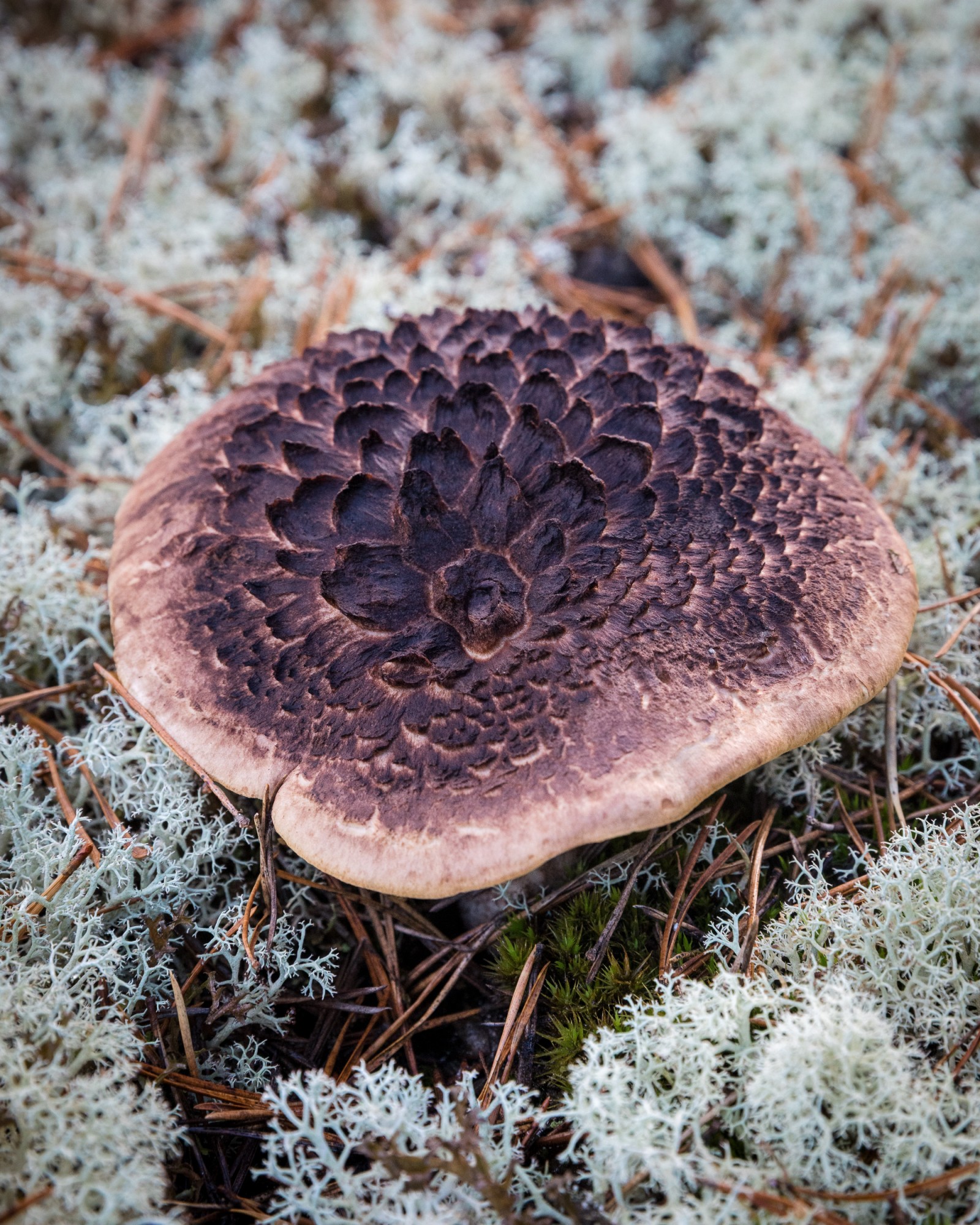 Sarcodon squamosus
