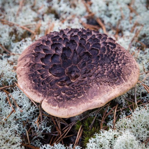 Sarcodon squamosus
