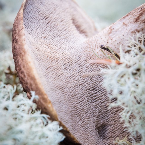 Sarcodon squamosus