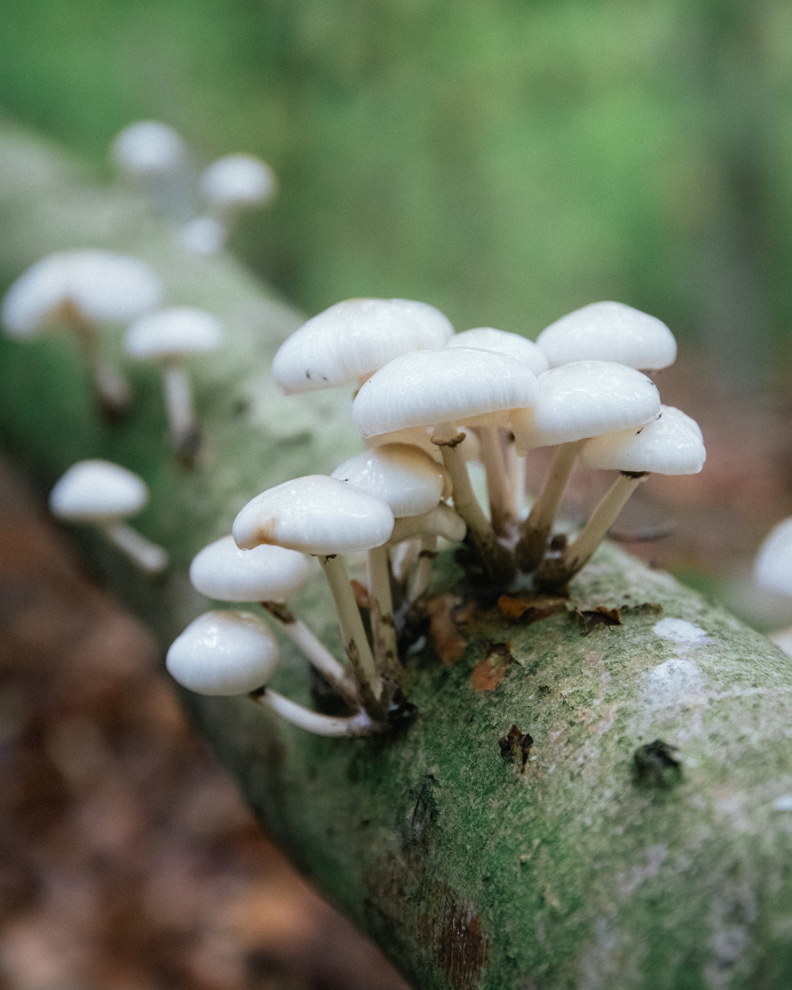 Mucidula mucida