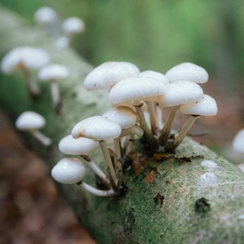 Mucidula mucida