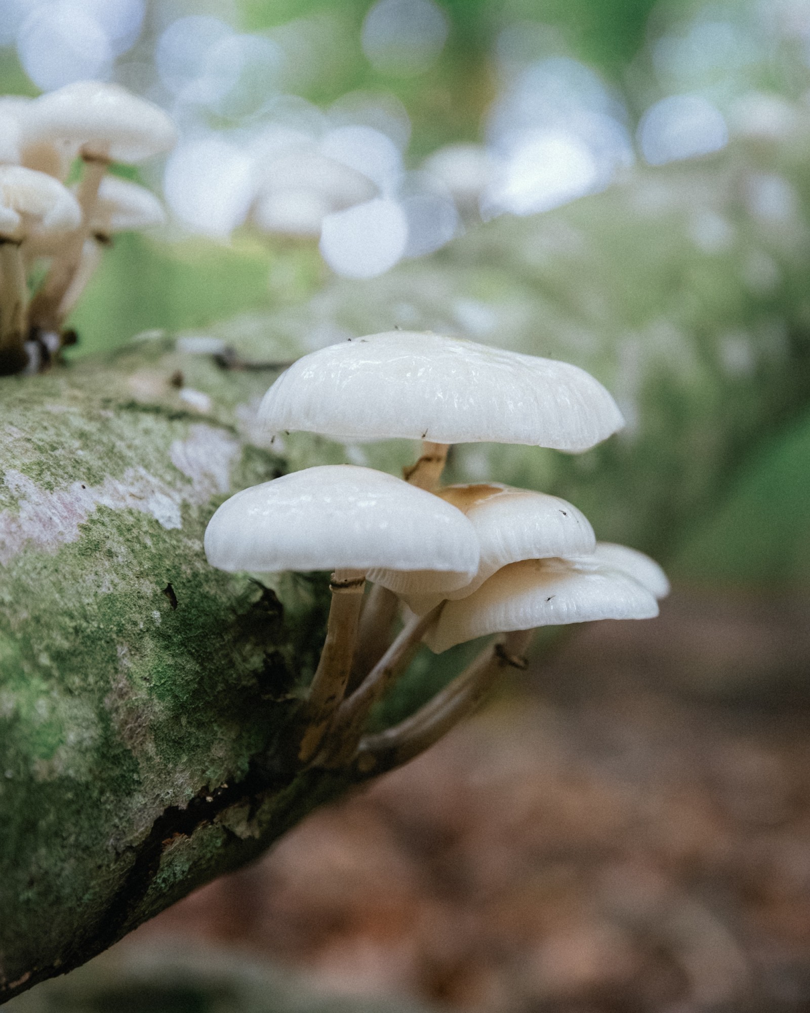 Mucidula mucida