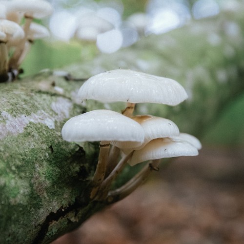 Mucidula mucida