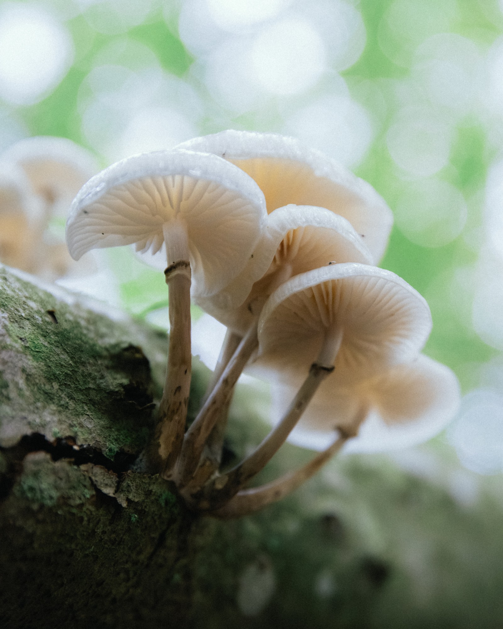 Mucidula mucida