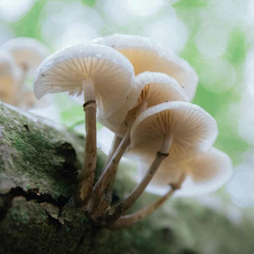 Mucidula mucida