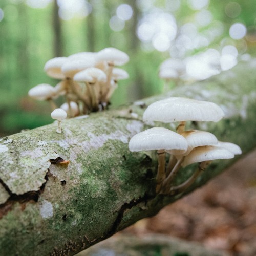 Mucidula mucida
