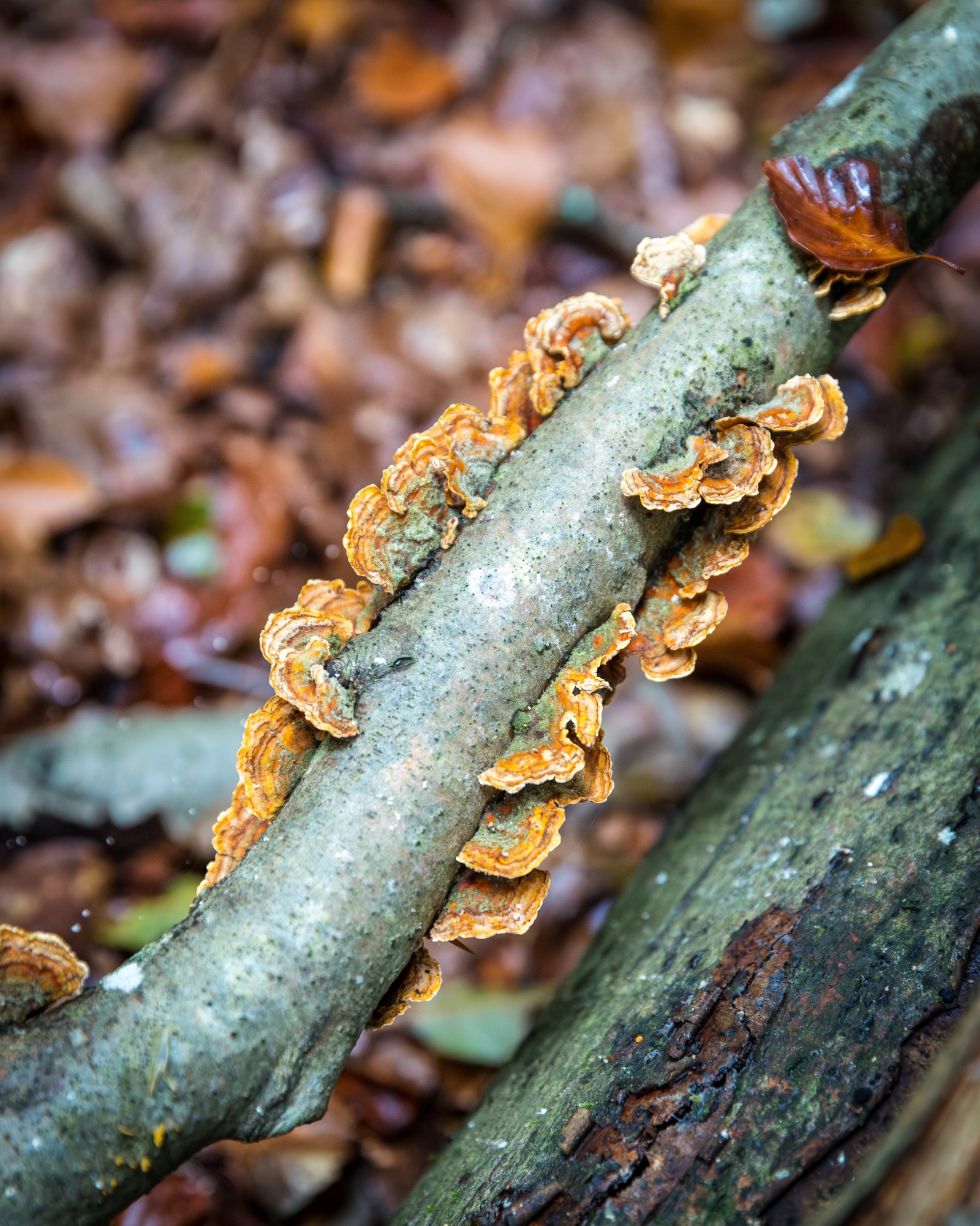 Stereum hirsutum