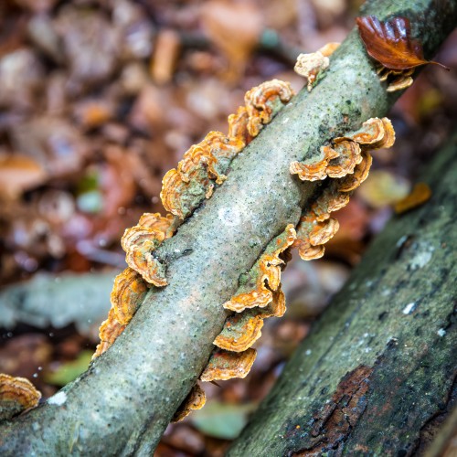 Stereum hirsutum