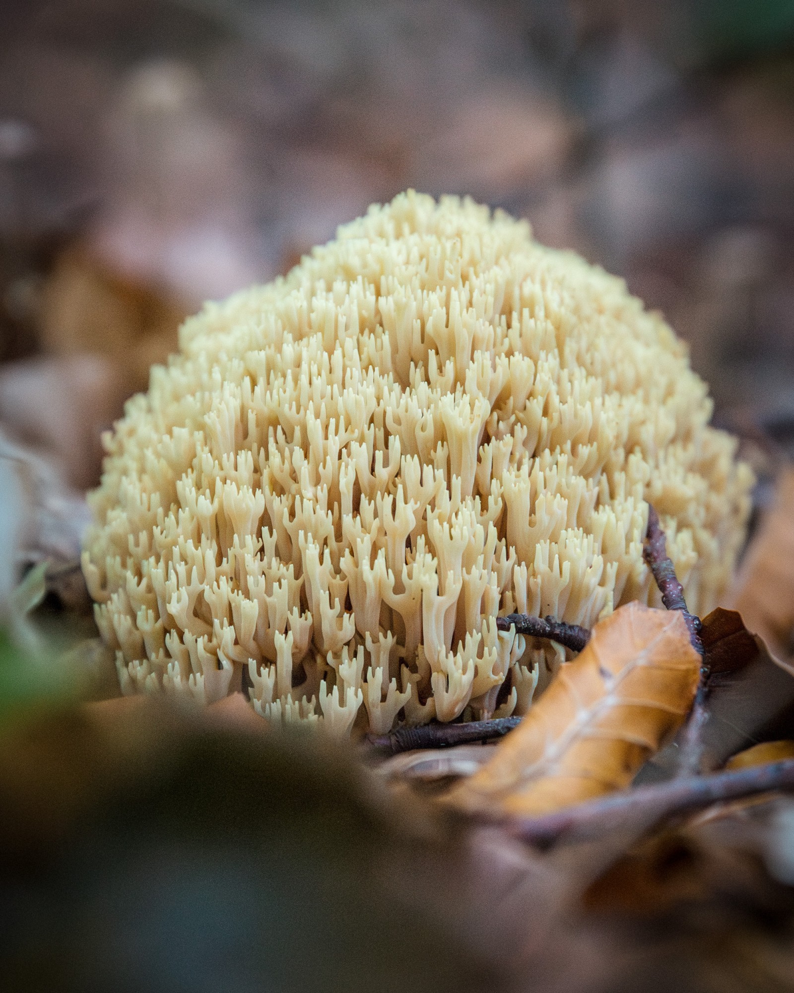 Ramaria stricta