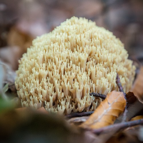 Ramaria stricta