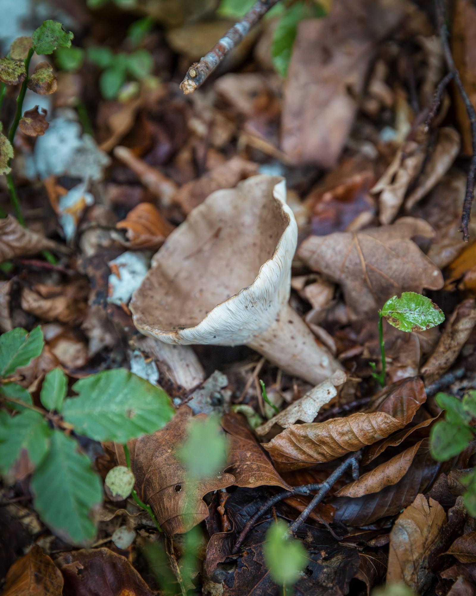 Lactarius sp.