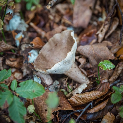 Lactarius sp.