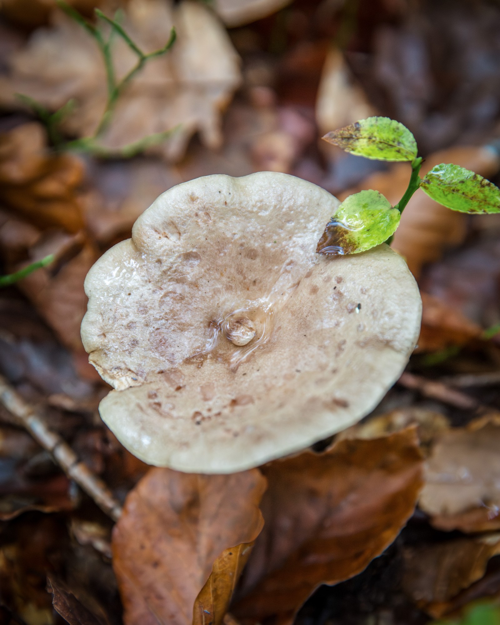 Lactarius sp.