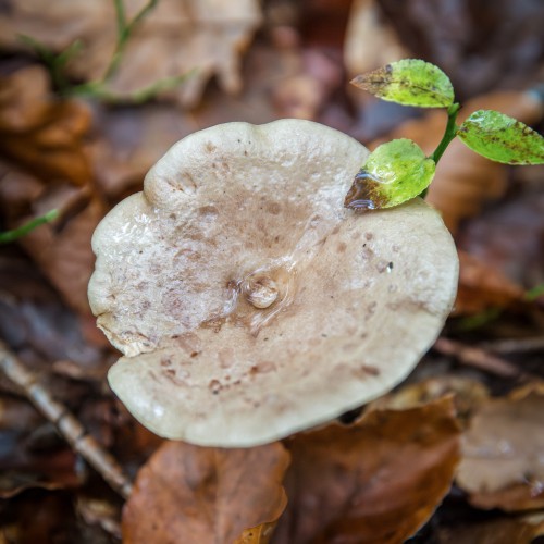 Lactarius sp.