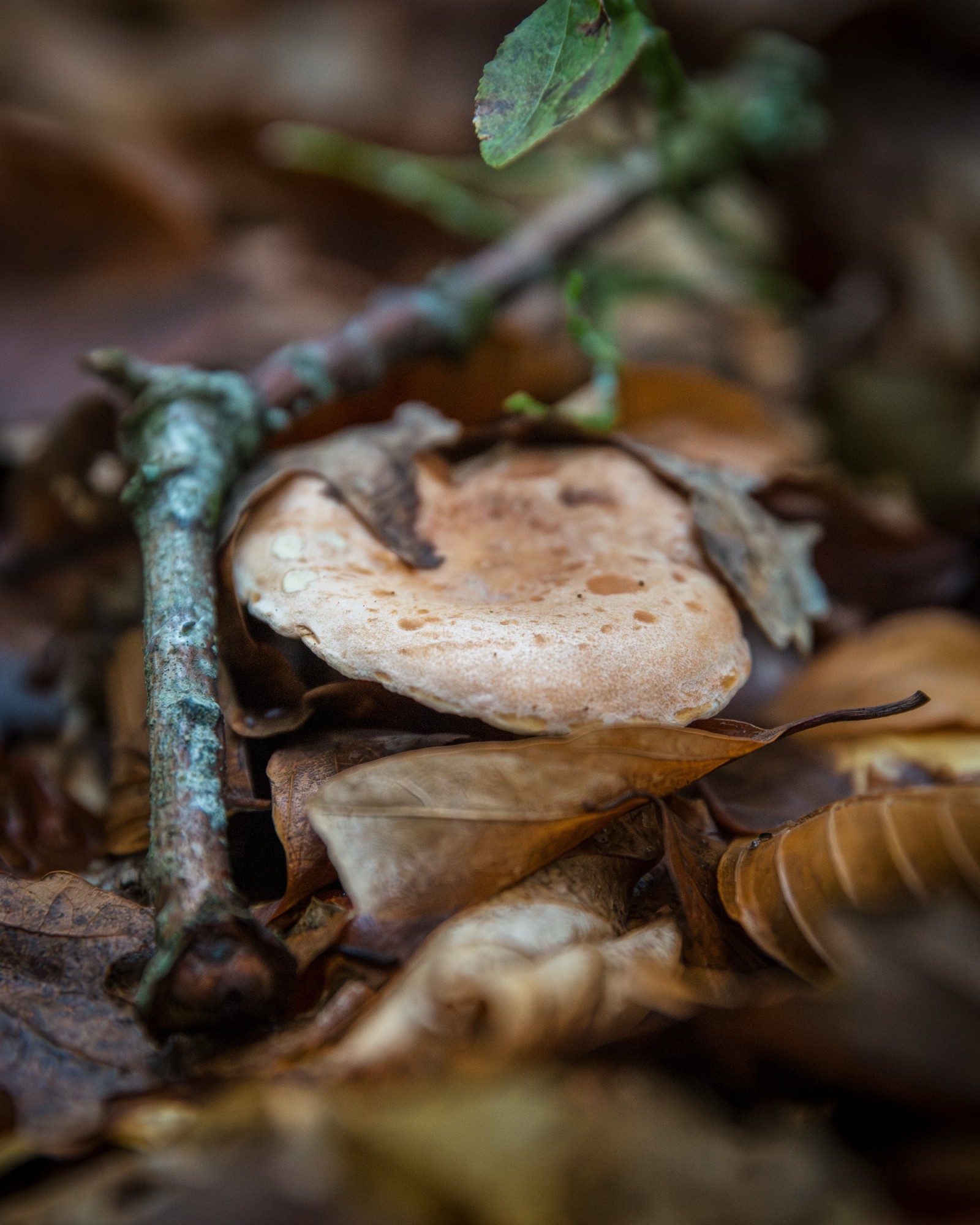 Lactarius sp.