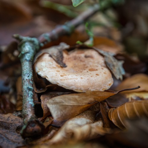 Lactarius sp.