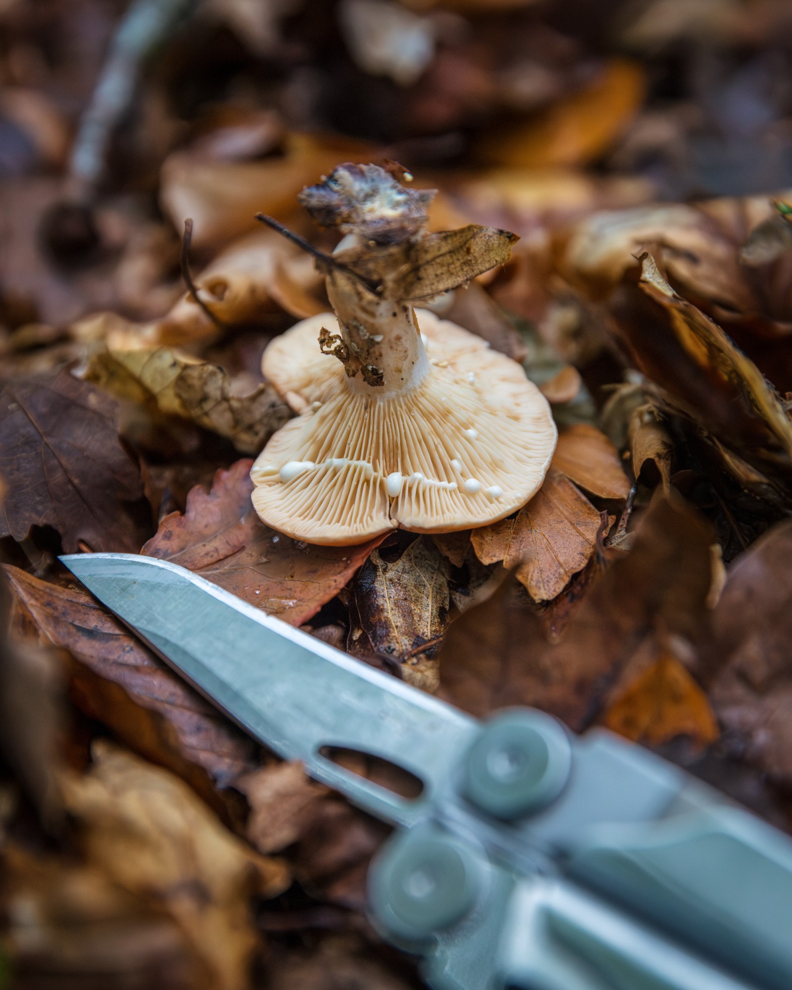 Lactarius sp.