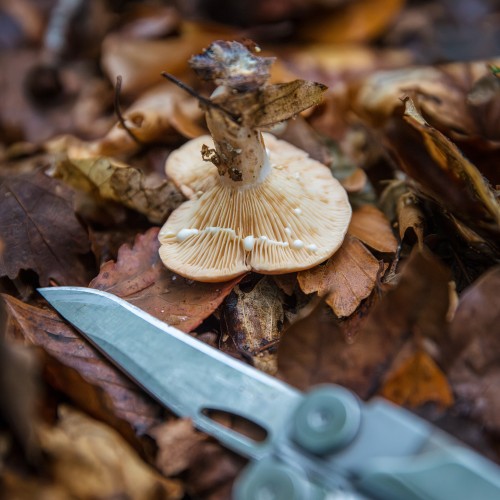 Lactarius sp.