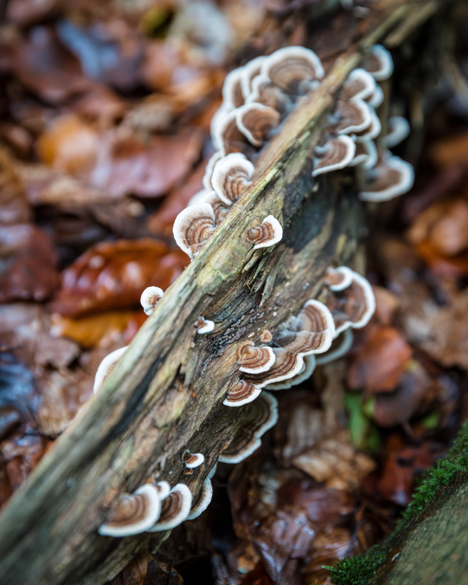 Trametes versicolor