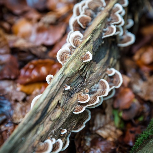 Trametes versicolor