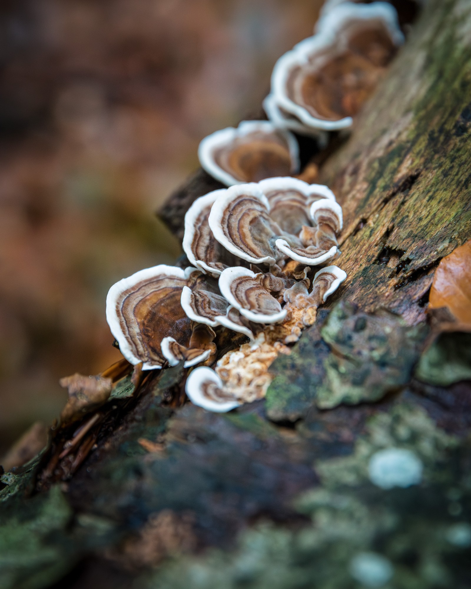 Trametes versicolor
