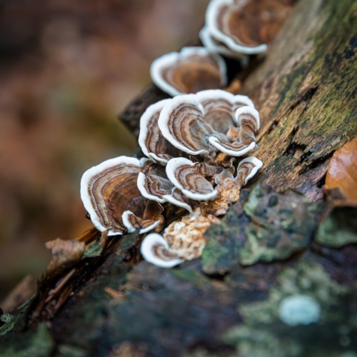 Trametes versicolor