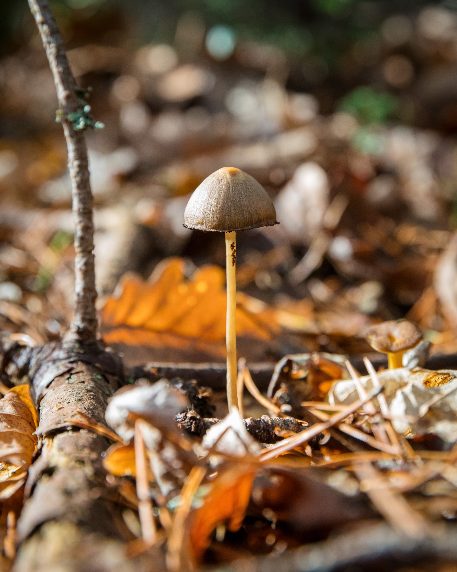 Psathyrella sp.