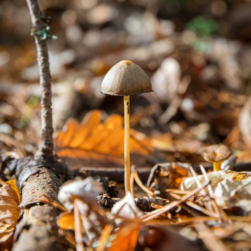 Psathyrella sp.