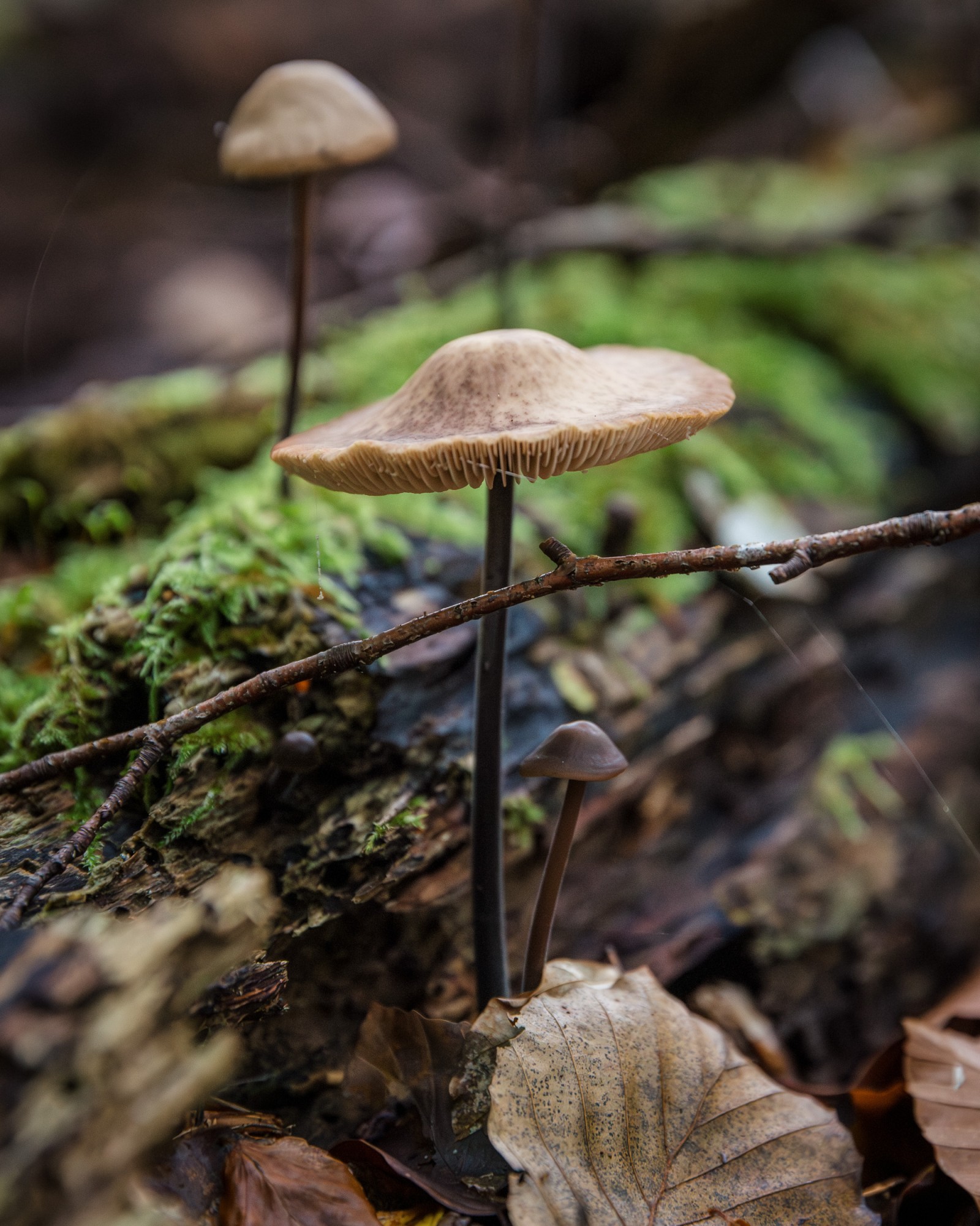 Mycetinis alliaceus