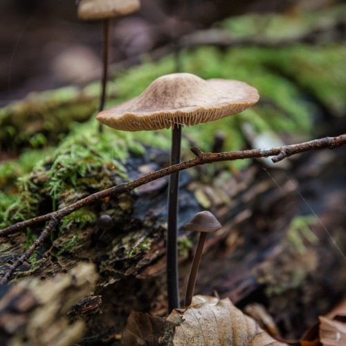 Mycetinis alliaceus