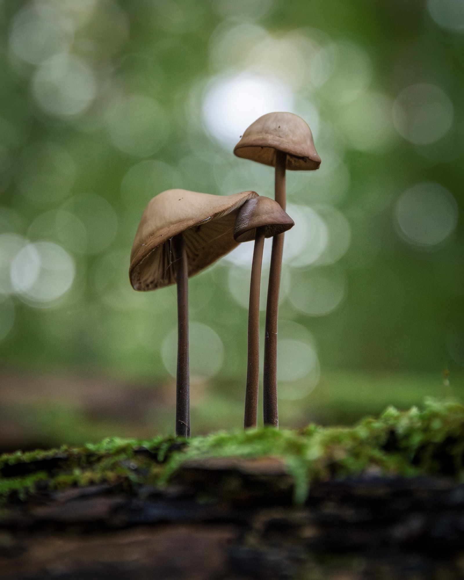 Mycetinis alliaceus