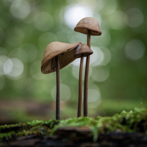 Mycetinis alliaceus