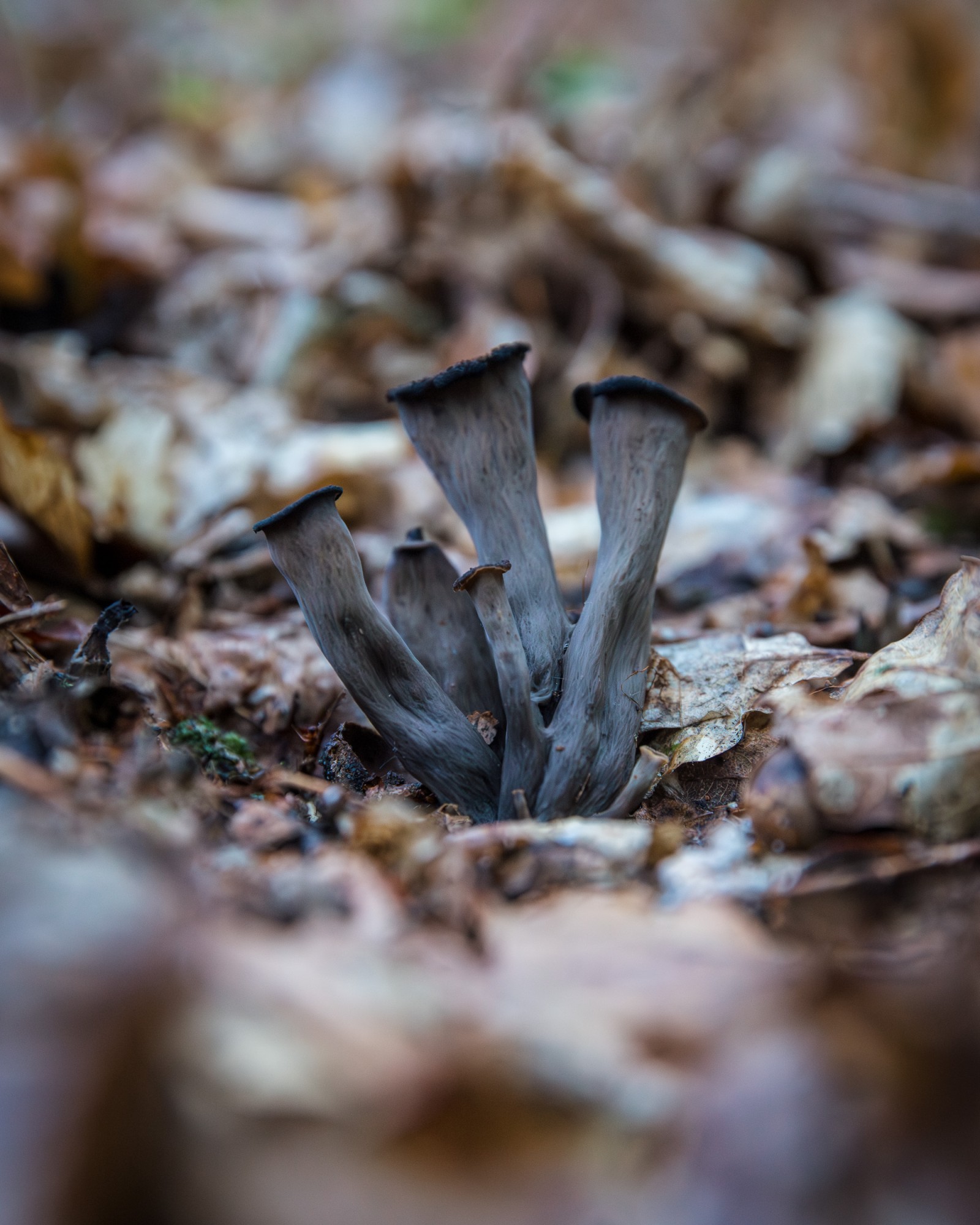 Craterellus cornucopioides