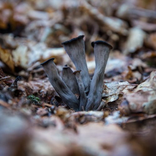 Craterellus cornucopioides