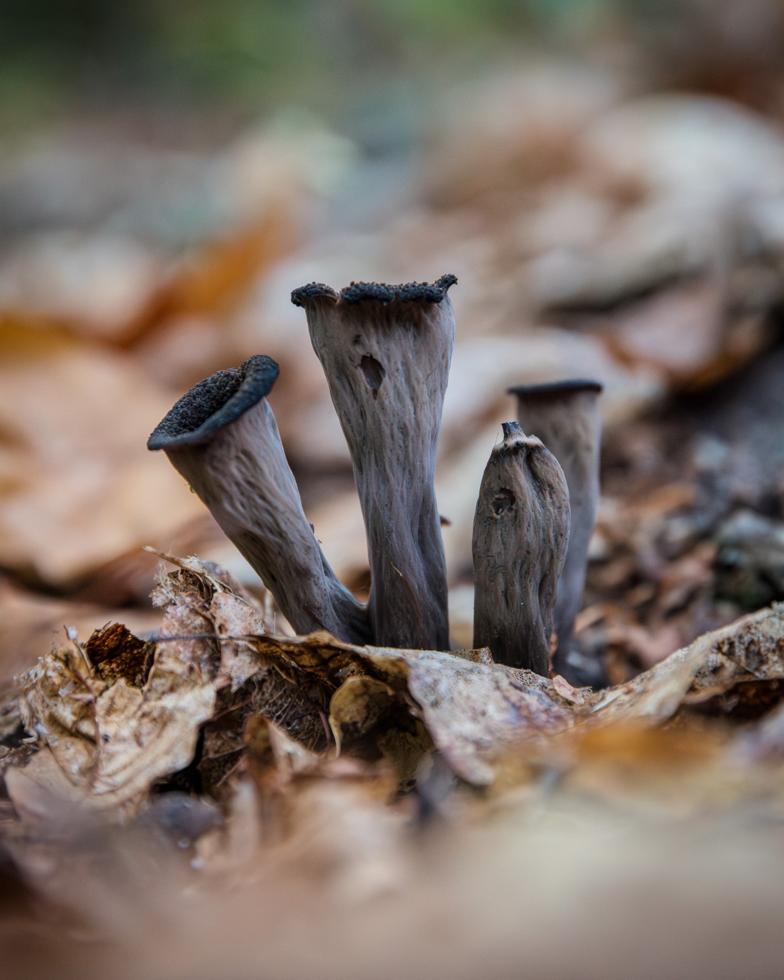 Craterellus cornucopioides