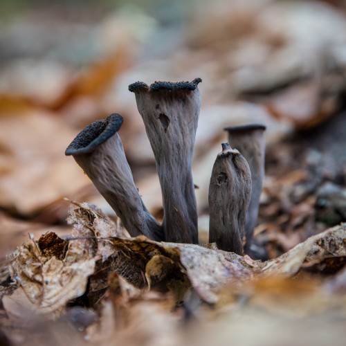 Craterellus cornucopioides