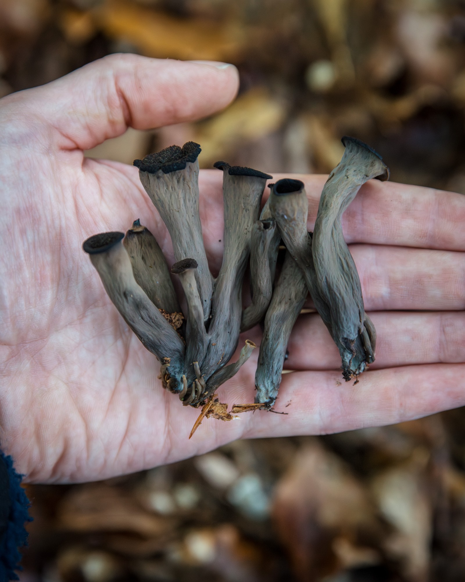 Craterellus cornucopioides