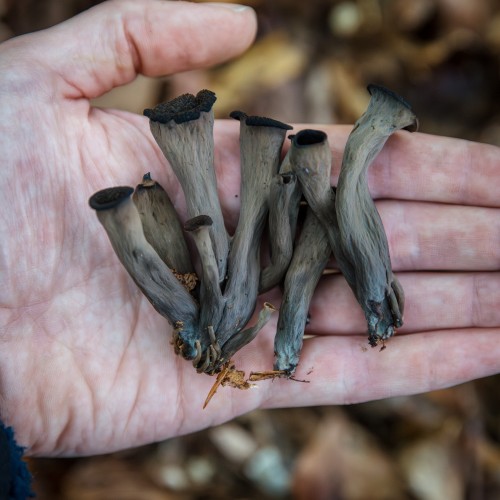 Craterellus cornucopioides