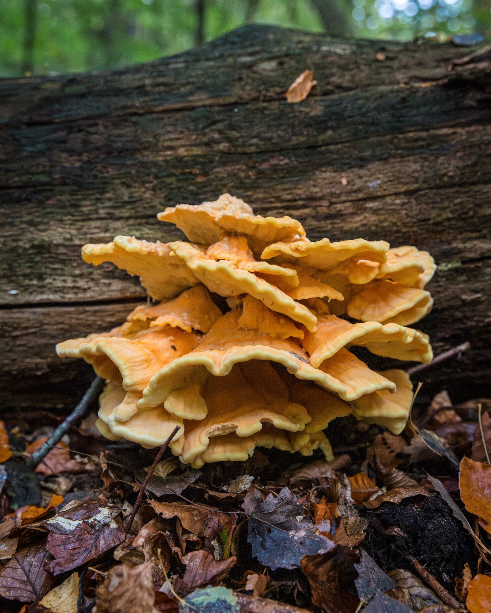 Laetiporus sulphureus