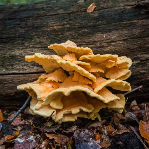 Laetiporus sulphureus