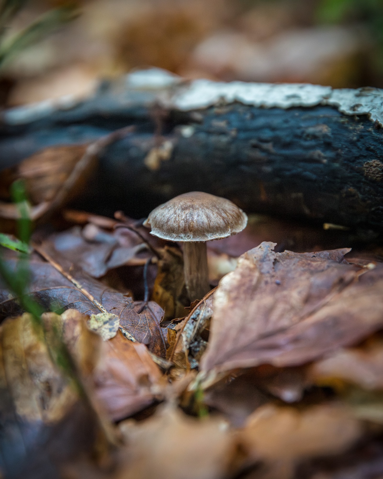 Cortinarius flexipes