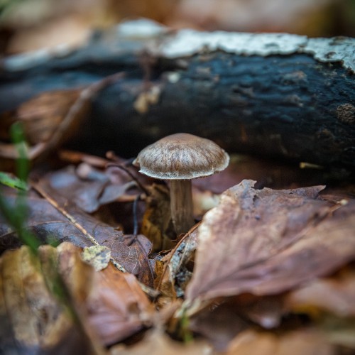 Cortinarius flexipes