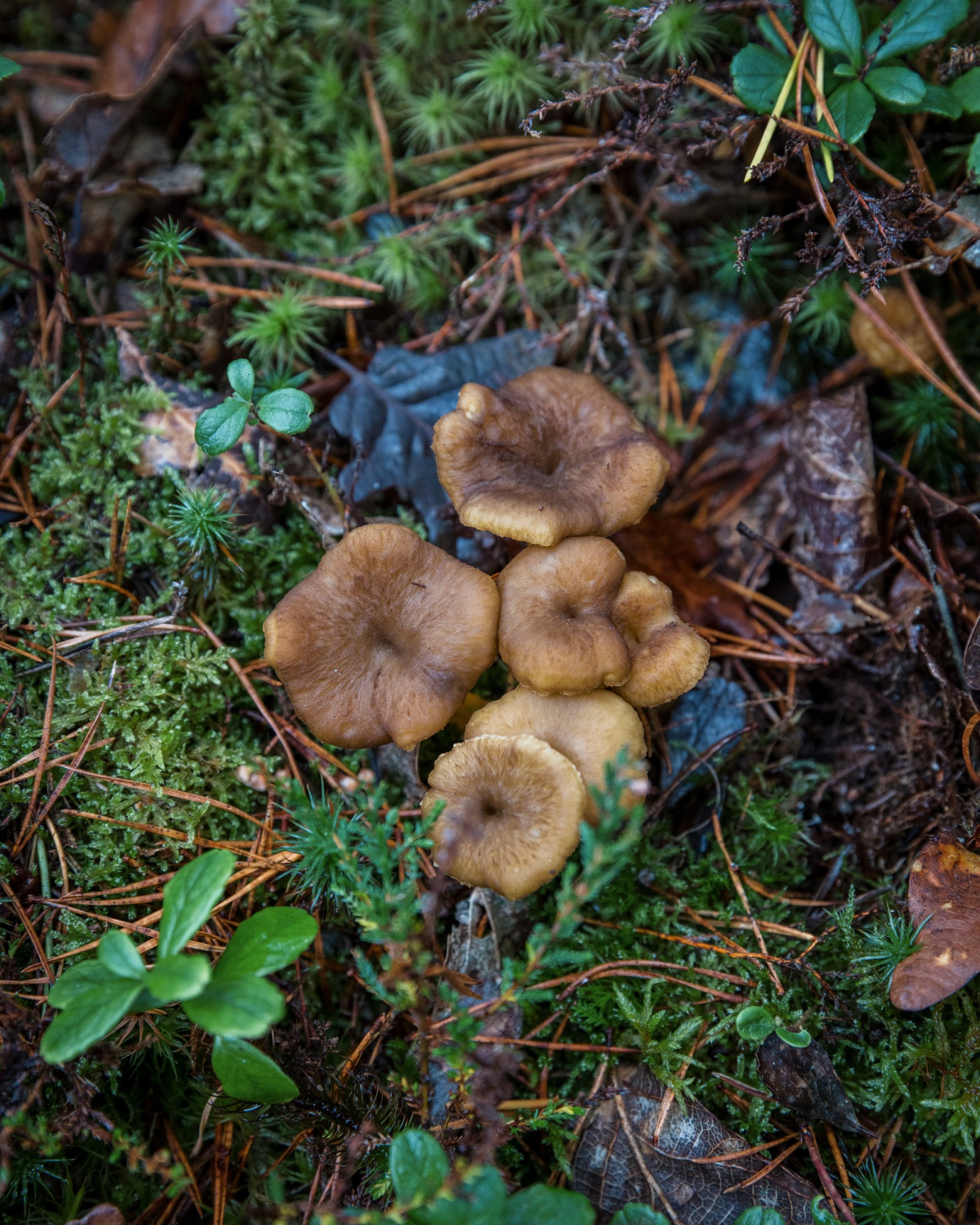 Craterellus tubaeformis