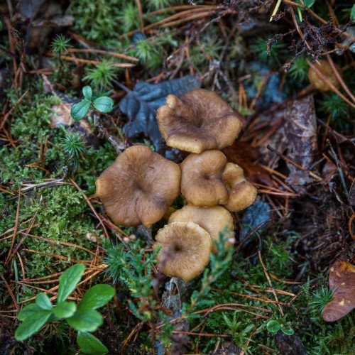 Craterellus tubaeformis